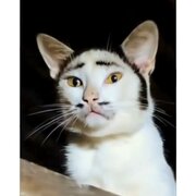 Cat Fish