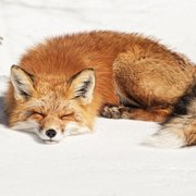 Kitsune