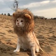 lionheart_v
