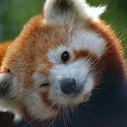 RedPanda