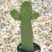 PardiCacti