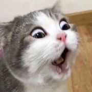 ShockedCat