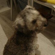 Dogface20644