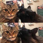 MoMoMoMoMoMoMo