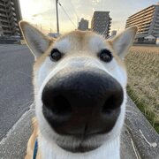csuka