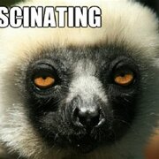 Zoboomafoo