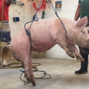 Jovan_DJordevic