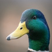 Green Duck