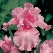Flowerpowerwoman