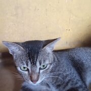 Agung-yu-s