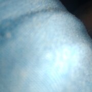 Vanupied