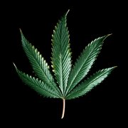 Leafs