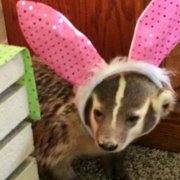Mr_Badger