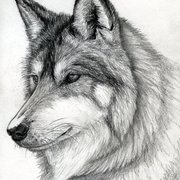 WolfCraftPlayz1