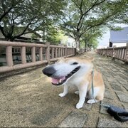 Sonagochte