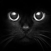 DarkCats