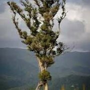 Treeter