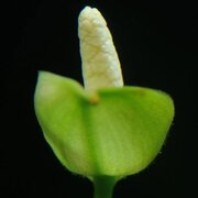 LumyGlowsFar